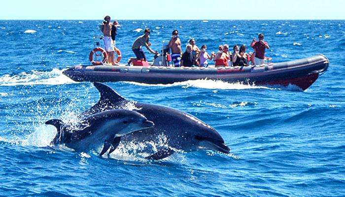 Dolphins Driven in Oman